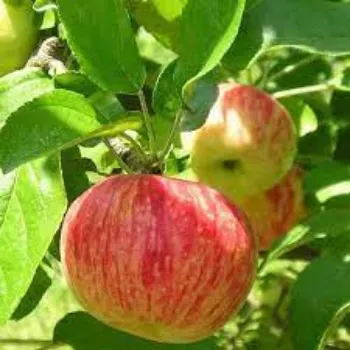 Natural Apple Plants
