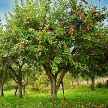 Organic Apple Plants