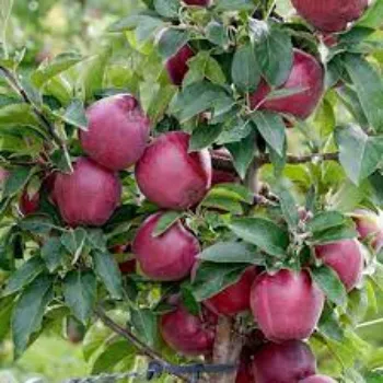 Organic Apple Plants
