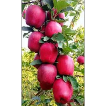 Natural Apple Plants