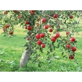 Natural Apple Plants