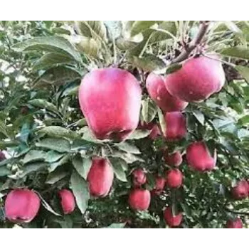 Natural Apple Plants