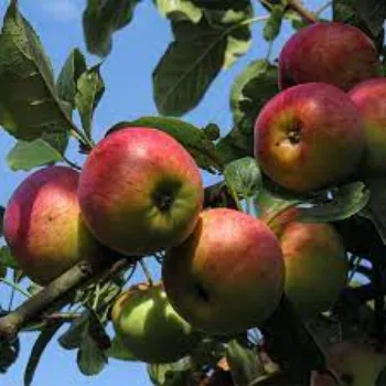 Natural Apple Plants