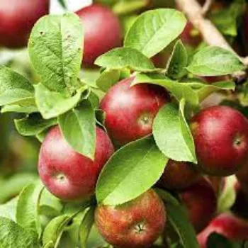 Organic Apple Plants