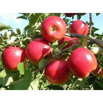 Organic Apple Plants