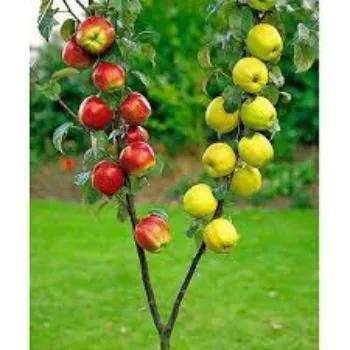 Organic Apple Plant Manufacturer