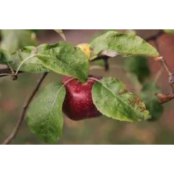 Organic Apple  Plants