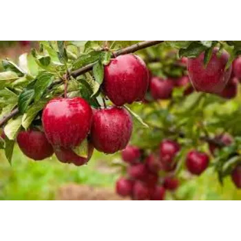 Organic Apple Plant Manufacturer