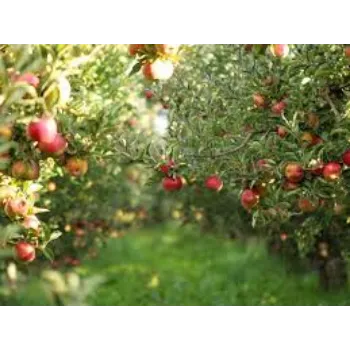 Organic Apple Plant Manufacturer