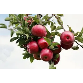 Natural Apple Plant Manufacturer