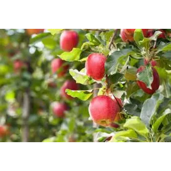 Natural Apple Plant