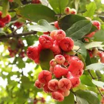 Natural Apple Plant