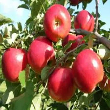 Organic Apple Plant