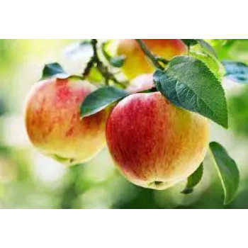 HRMN 99 Apple Plant Manufacturer