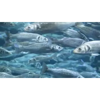 Aqua Feed Supplement