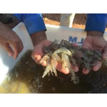 Aqua Feed Supplement