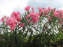 Fresh Arali Flowers