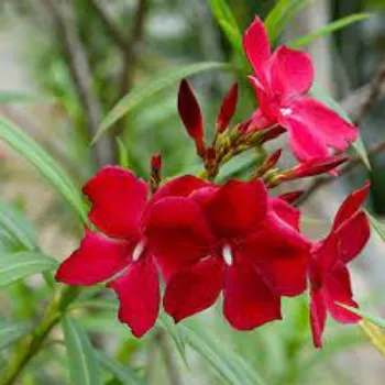 Natural Arali Flowers