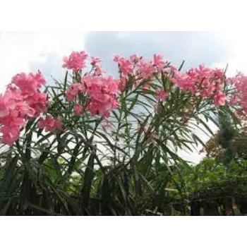Organic Arali Flowers