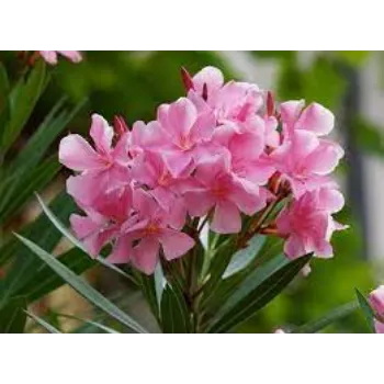 Natural Arali Flowers