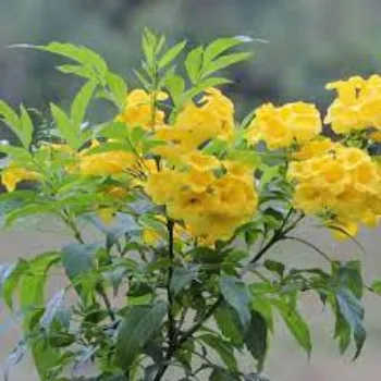 Fresh Arali Flowers