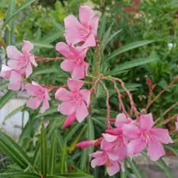 Organic Arali Flowers