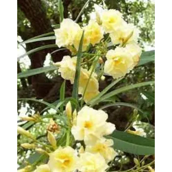 Organic Arali Flowers