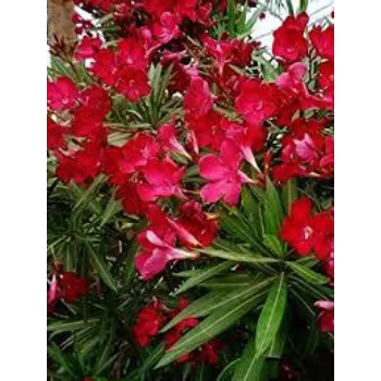 Common Arali Flowers