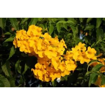 Natural Arali Flower