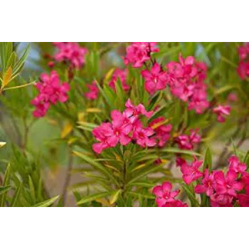 Fresh Arali Flowers