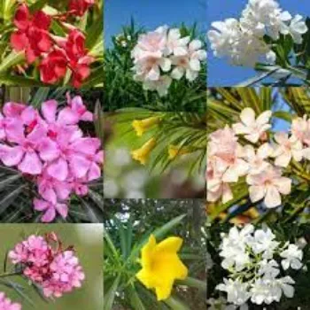 Fresh Arali Flowers
