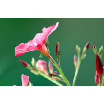 Natural Arali Flowers