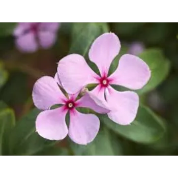 Organic Arali  Flowers