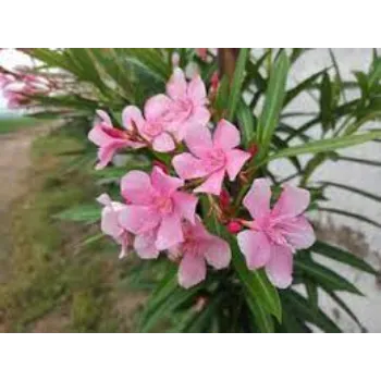 Fresh Arali Flowers