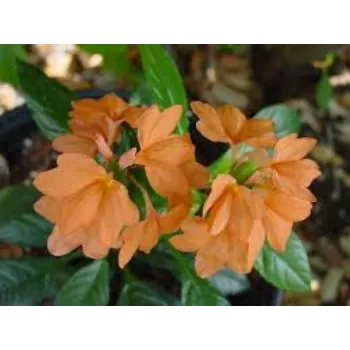 Natural Arali Flowers