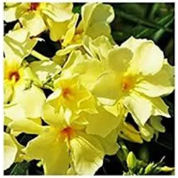 Yellow Arali Flowers