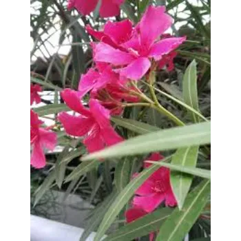 Pink Arali Flowers