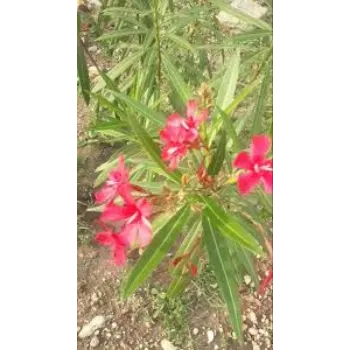 Arali Flowers