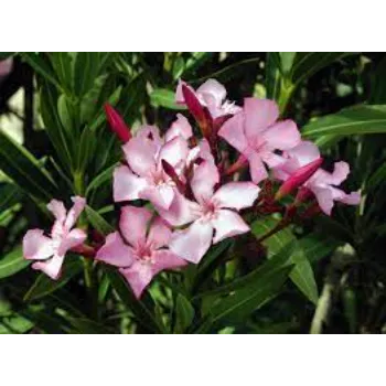 Rare  Arali Flowers