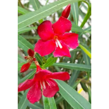Fresh Arali Flowers