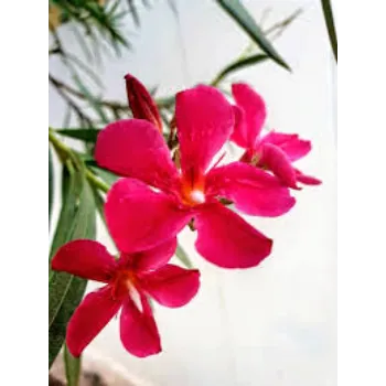 A.p. Flower Mart Arali Flowers