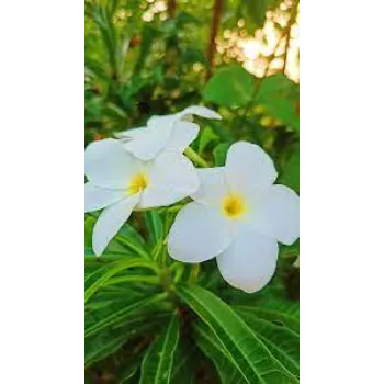 Fresh Arali Flowers