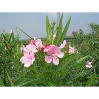 Organic Arali Flowers