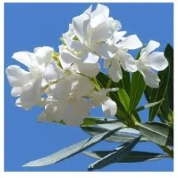 Common Arali Flowers