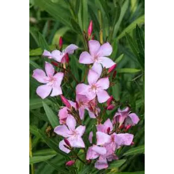 Natural Arali Flowers