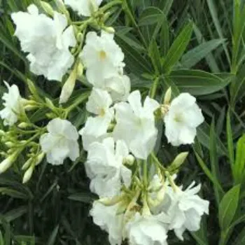 Arali Flowers
