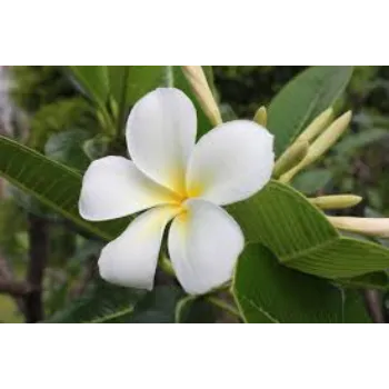 Natural  Arali Flowers