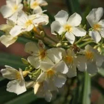 Arali Flowers