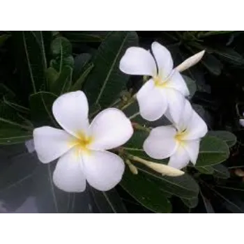 Organic Arali Flowers