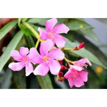 Natural Arali Flowers